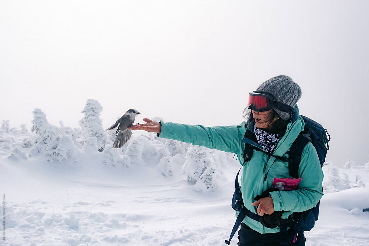 hiker feeding bird  in frozen landscape in White Mountains NH