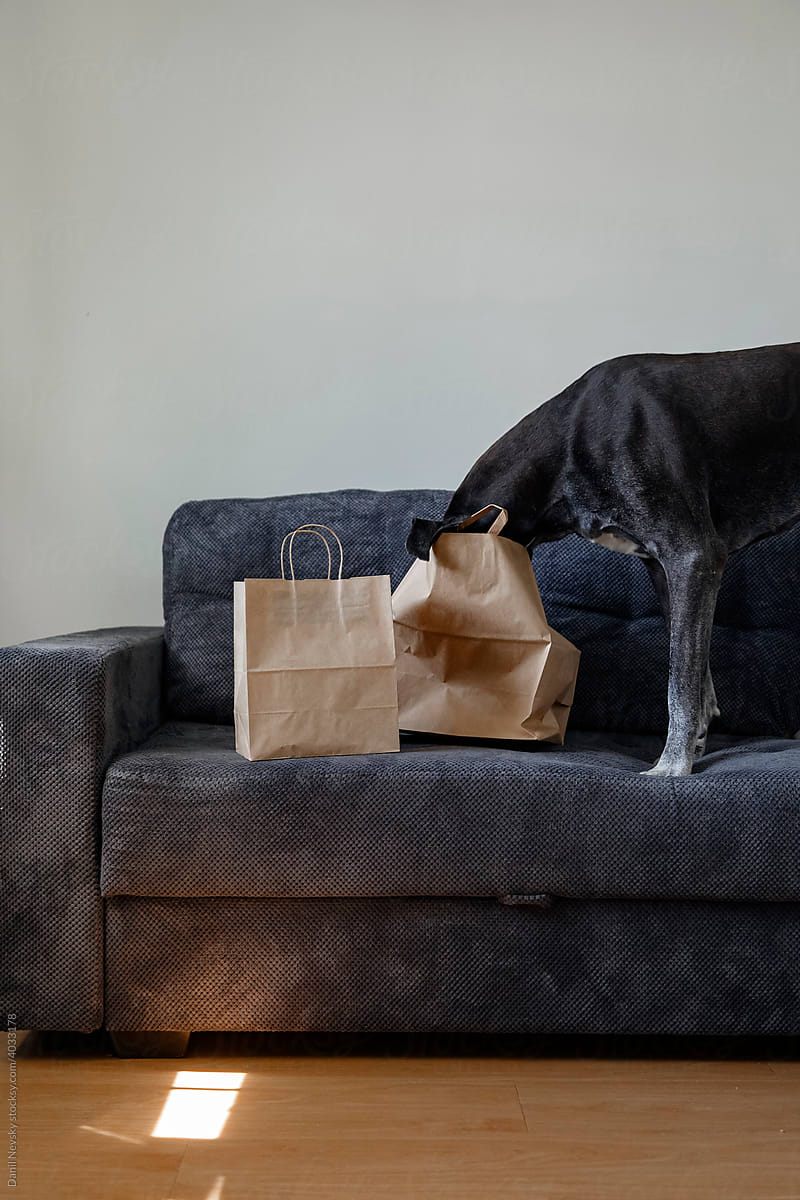 Dog searching for treats in paper bag