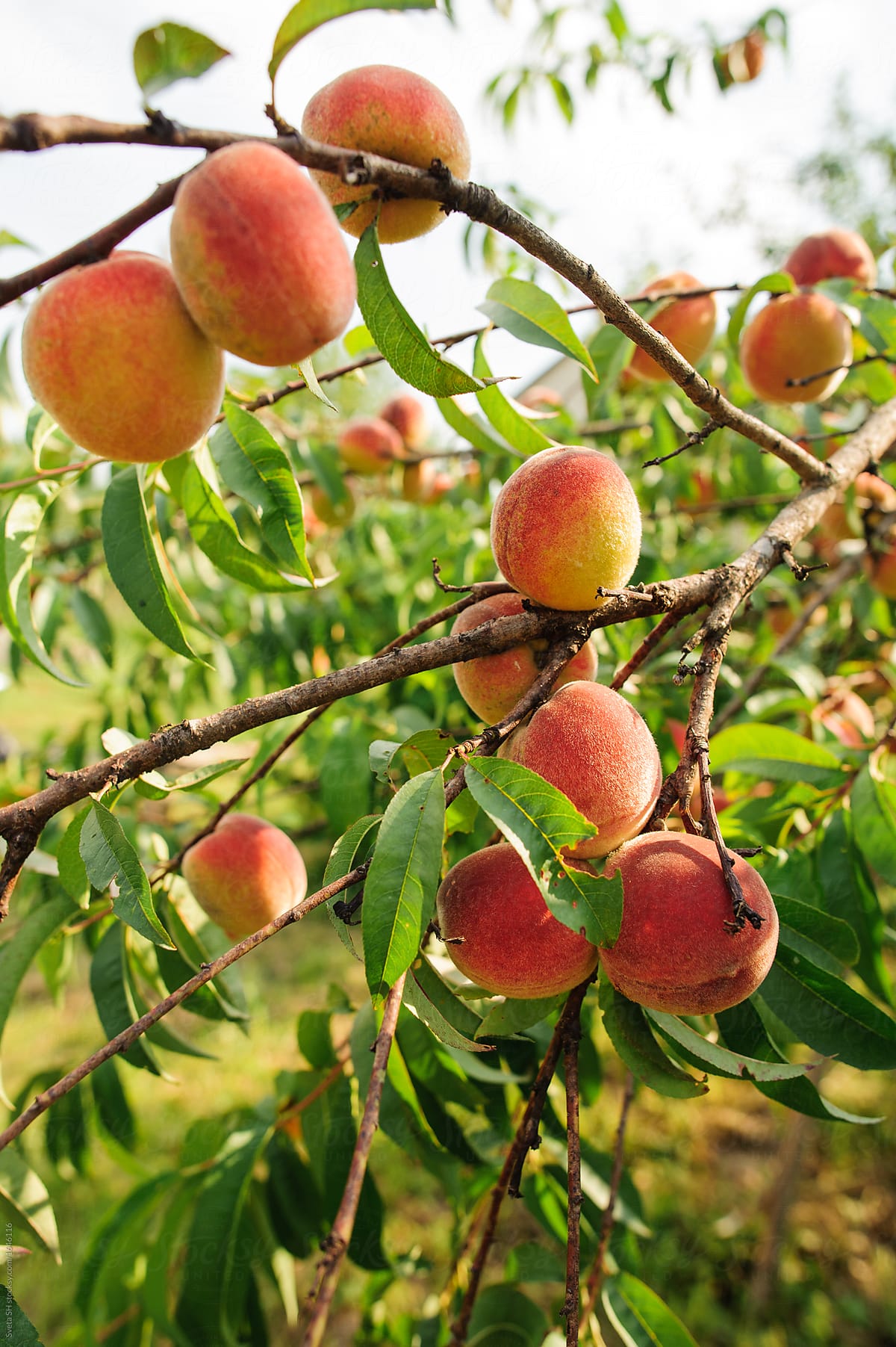 Peach branches hung with plenty of fruit