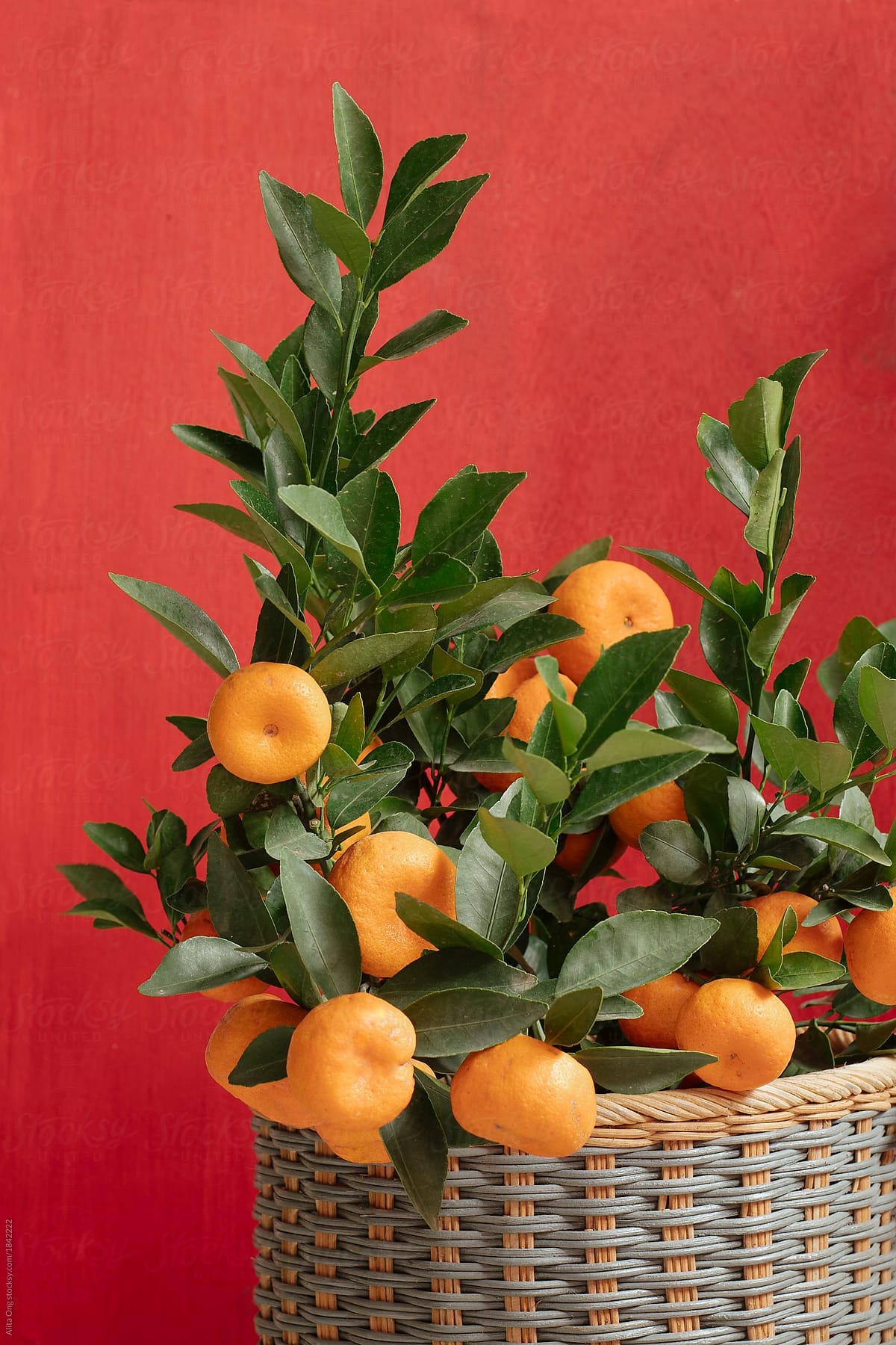 Potted orange tree with fruits
