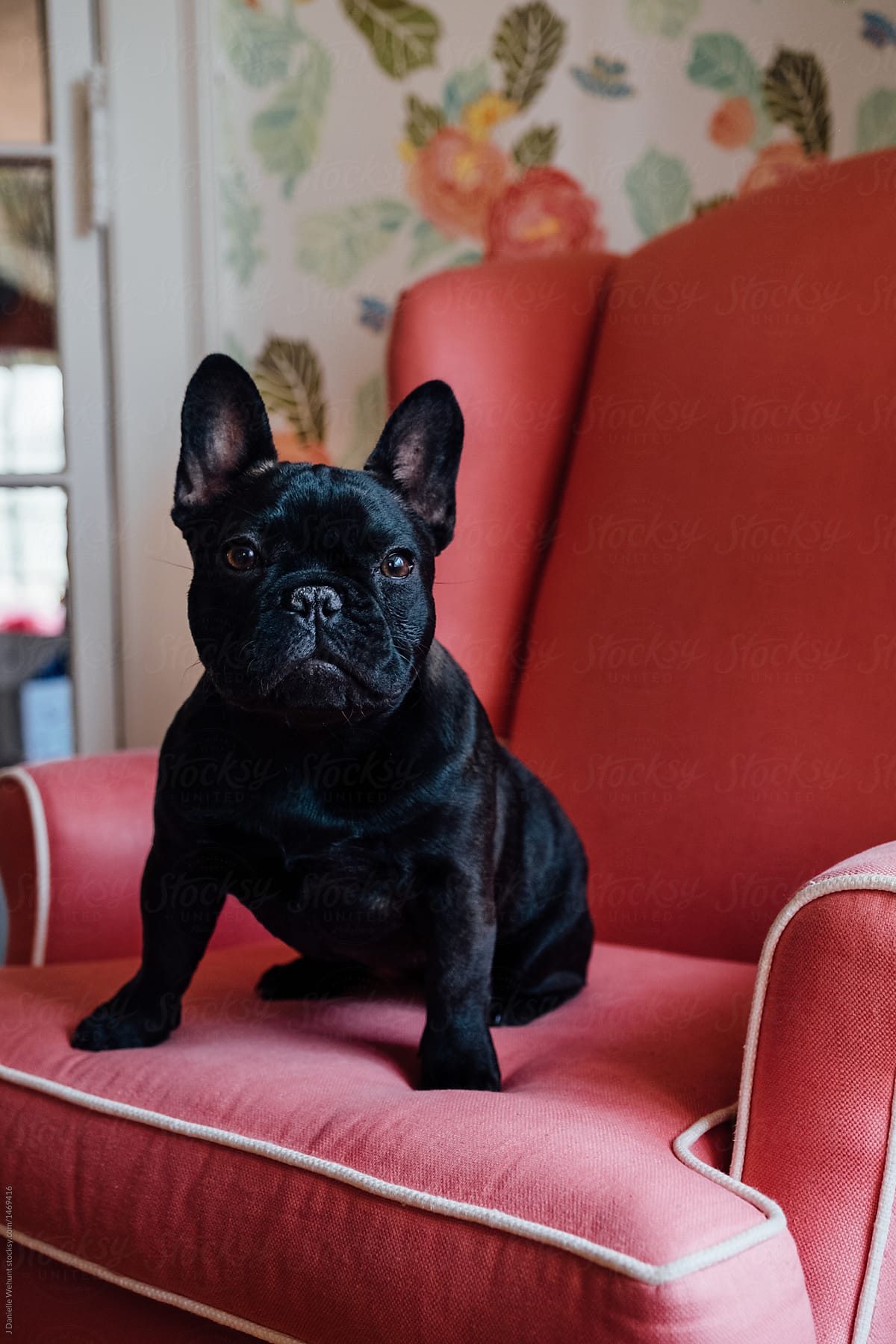 Black French Bulldog On Couch By J Danielle Wehunt - Black French Bulldog Home Decor