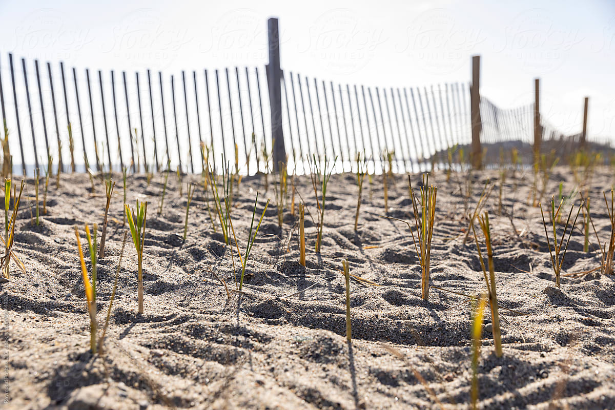 Service Grass Planting Conservation Project at Beach