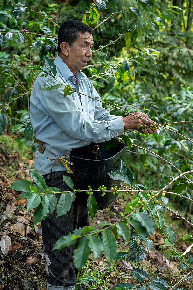 Farmer Nurturing Coffee in an Organic Plantation