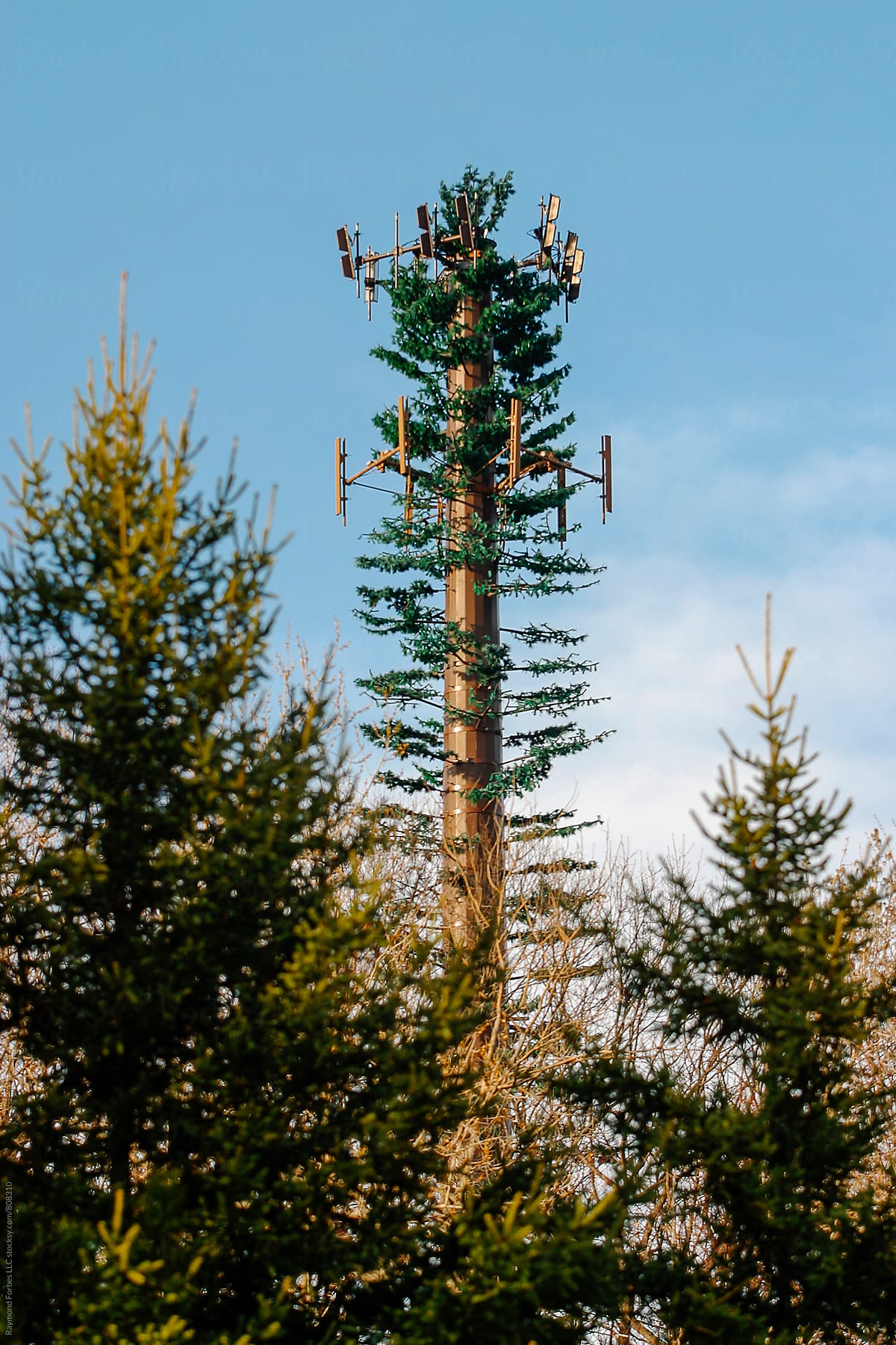 Camouflage Cell Phone Tower