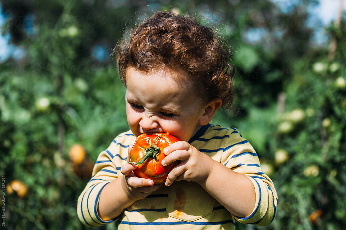 boy eats a fresh tomato