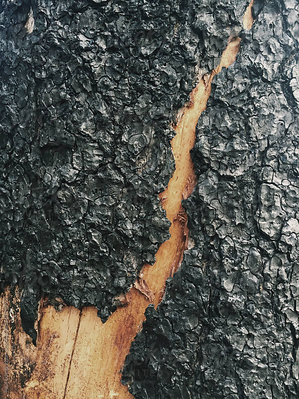 Close up of fire damaged evergreen tree, Cascades, WA, USA