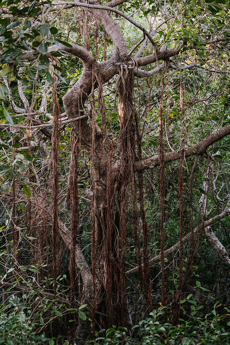 Jungle tree with vines.