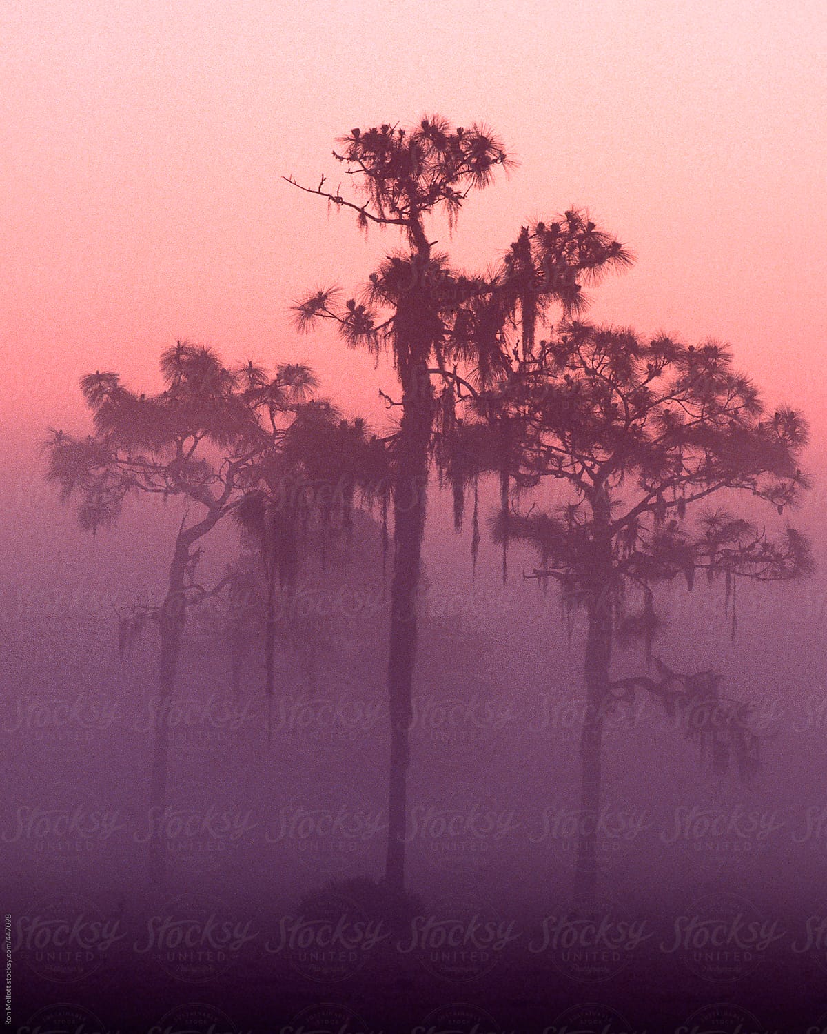 predawn colors through mist ground fog of longleaf pines (pinus palustris) and spanish moss