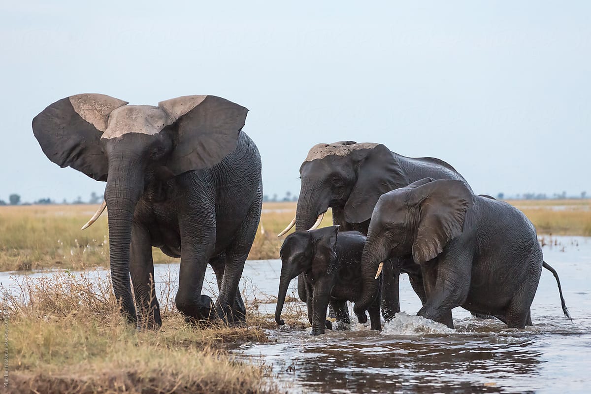Elephants taking a bath in a river