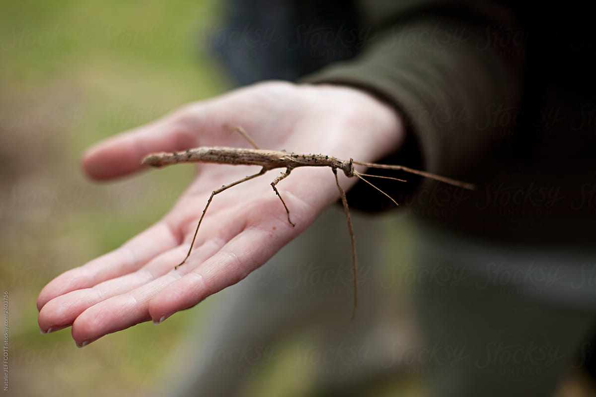Close up of anonymous person holding a stick insect