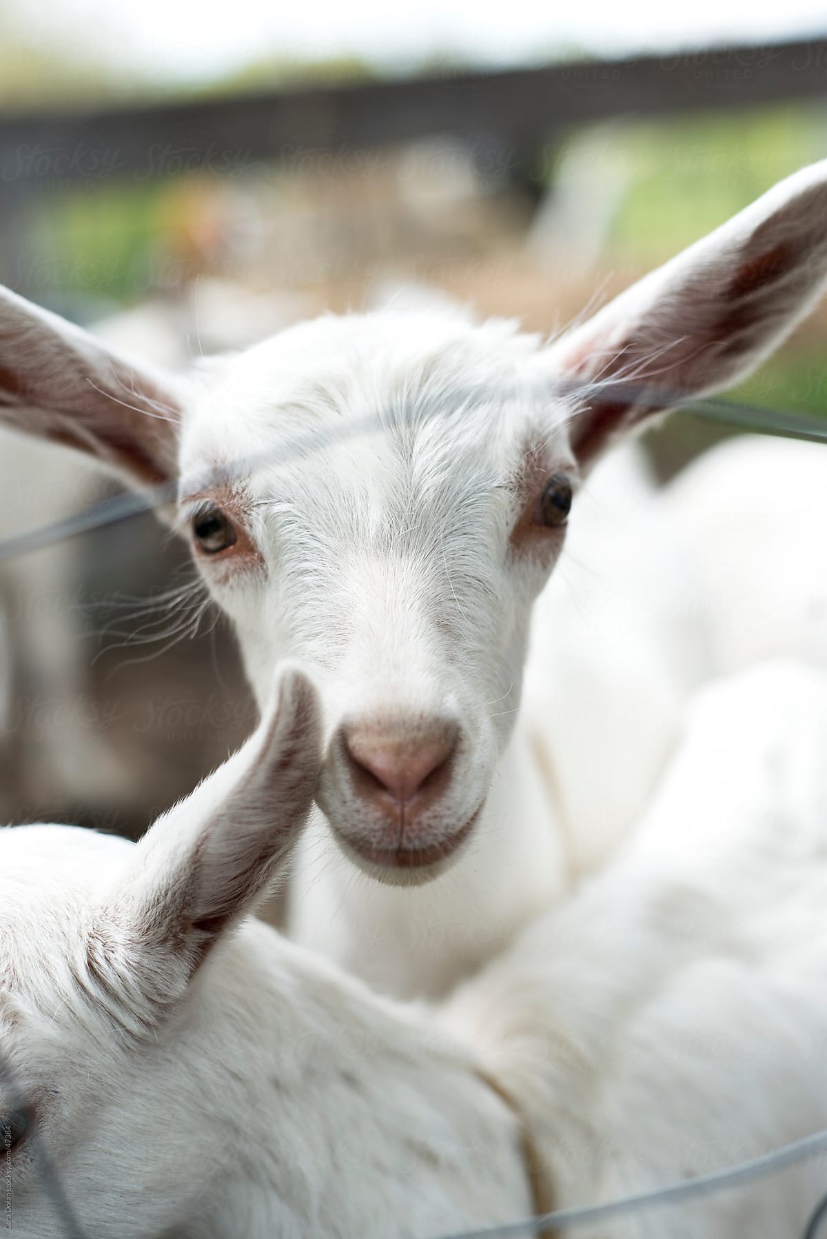 Baby goat looks through metal fence on farm