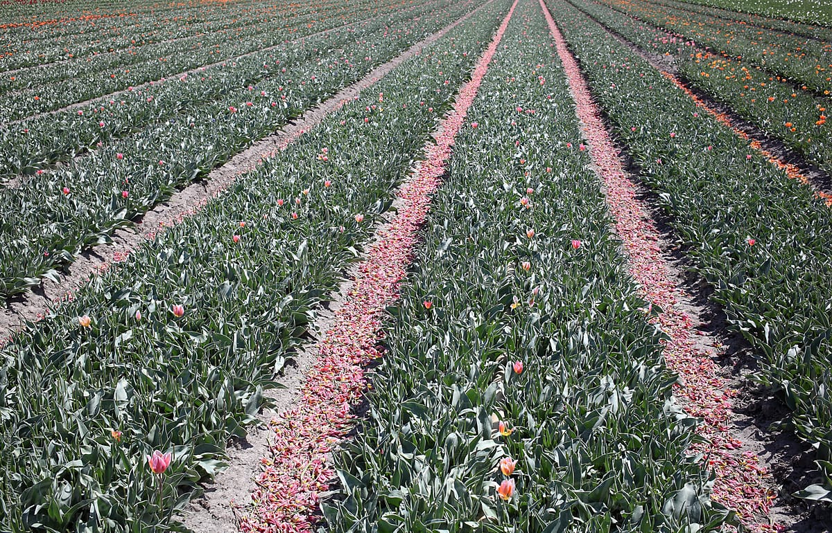 Field of tulips with their heads chopped off