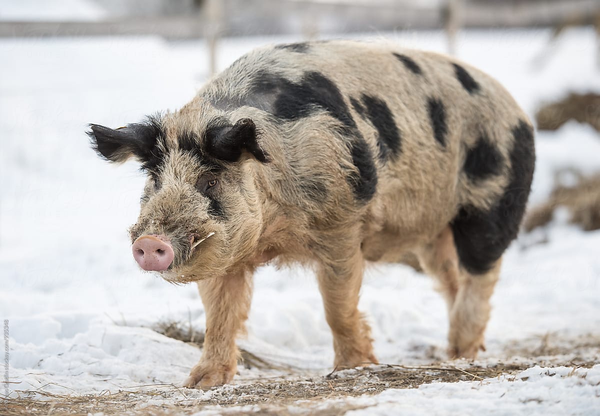 pigs on a winter farm