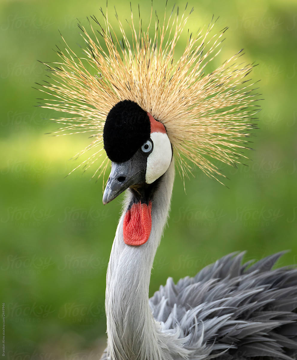 Grey Crowned Crane Closeup Portrait