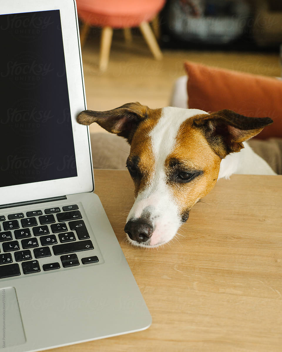 A sad dog lies near a laptop