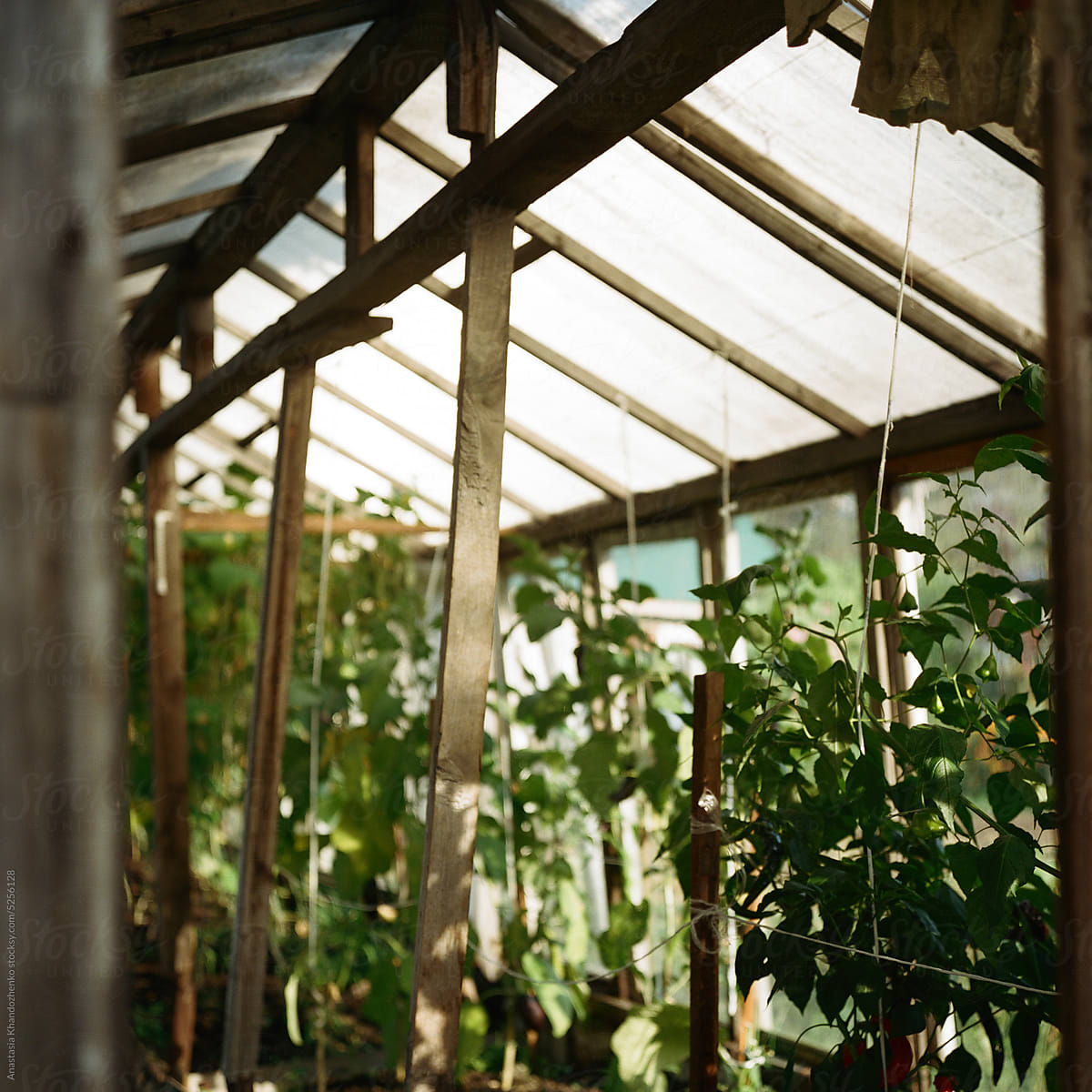 Wooden greenhouse with tomatoes.