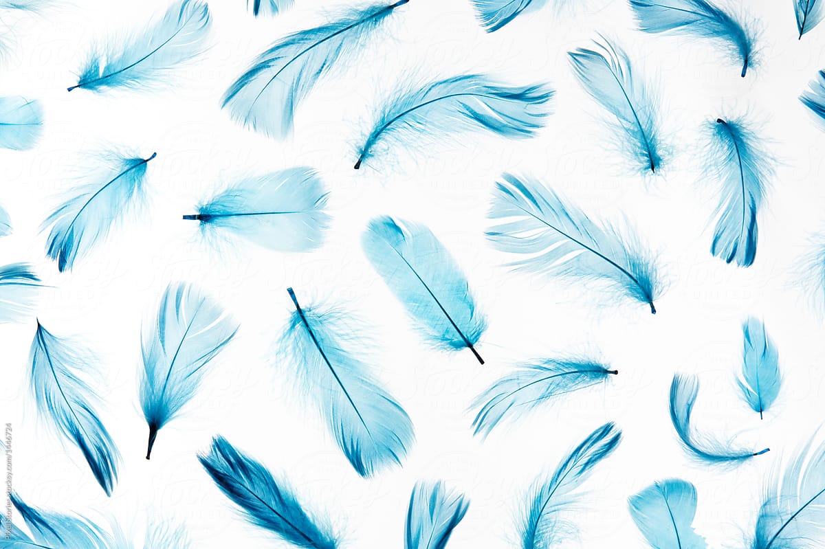 Blue Feathers On White by Stocksy Contributor Pixel Stories - Stocksy