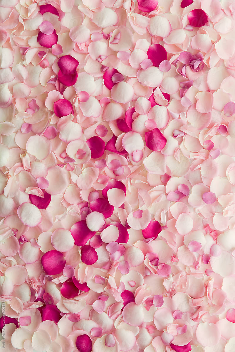 "Rose Petal Background" by Stocksy Contributor "Ruth Black" - Stocksy
