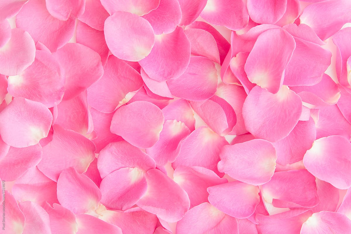 Pink Rose Petal Background by Stocksy Contributor Pixel Stories - Stocksy