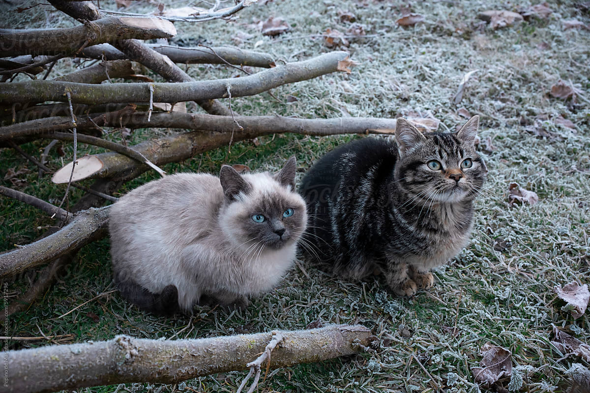 Frosty morning cats