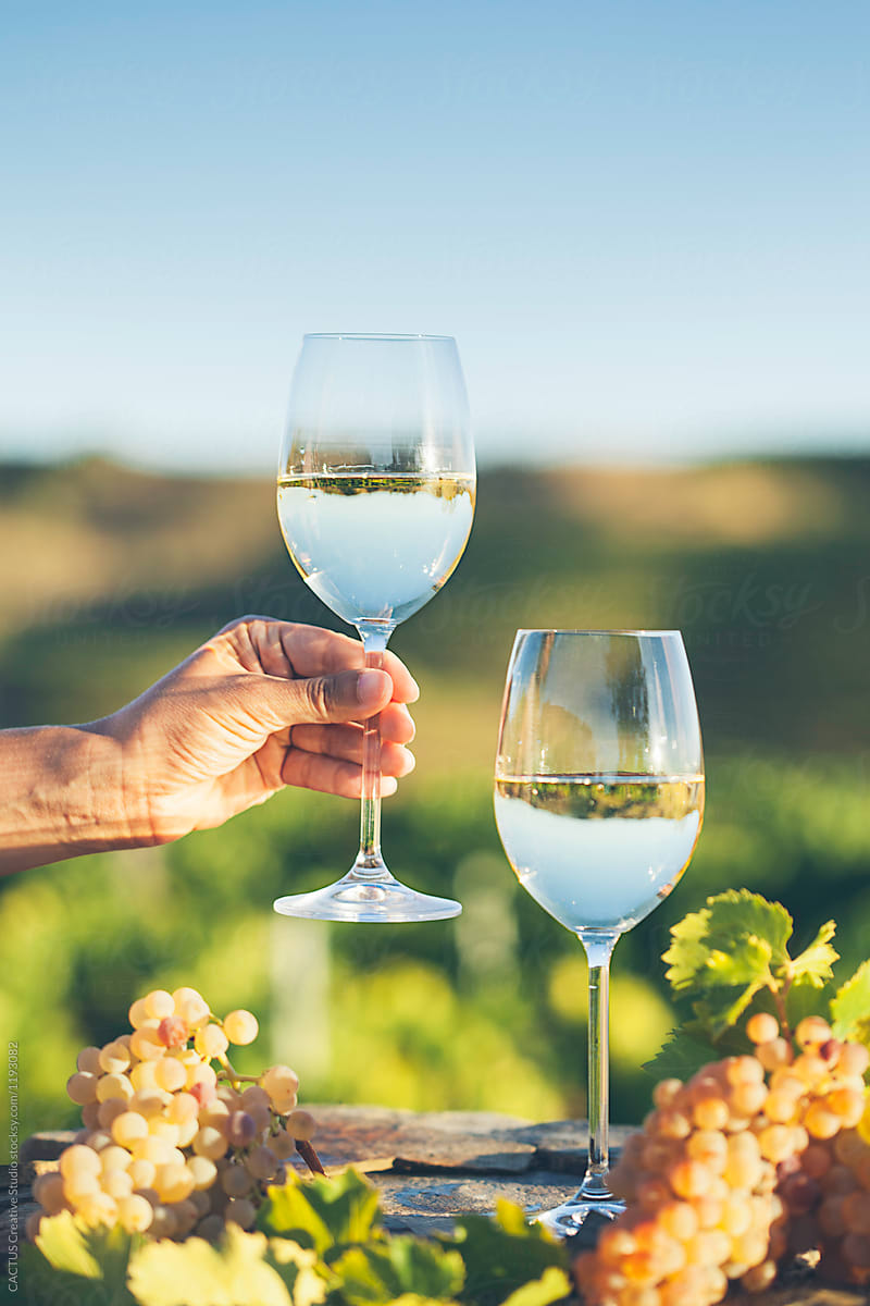 Vineyard White Wine Glasses