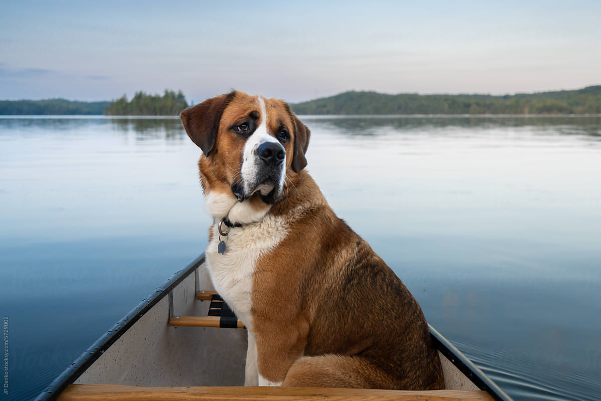 Large Dog in Canoe on Backcountry Lake