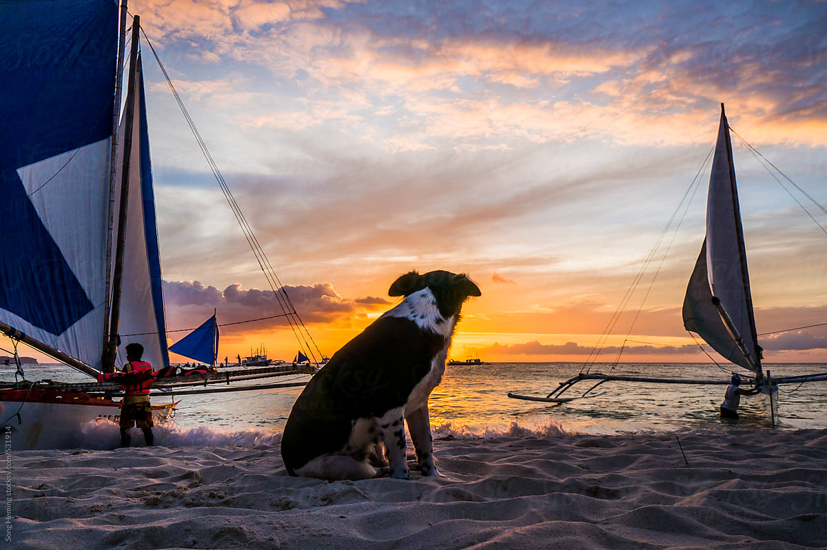 dog watch sunset at beach