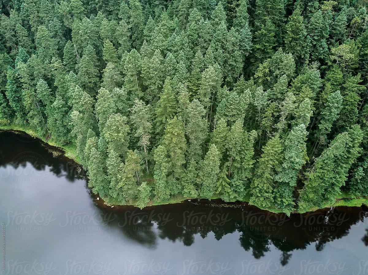 Lake and pine forest from above