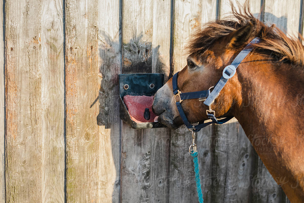 horse licking the salt block