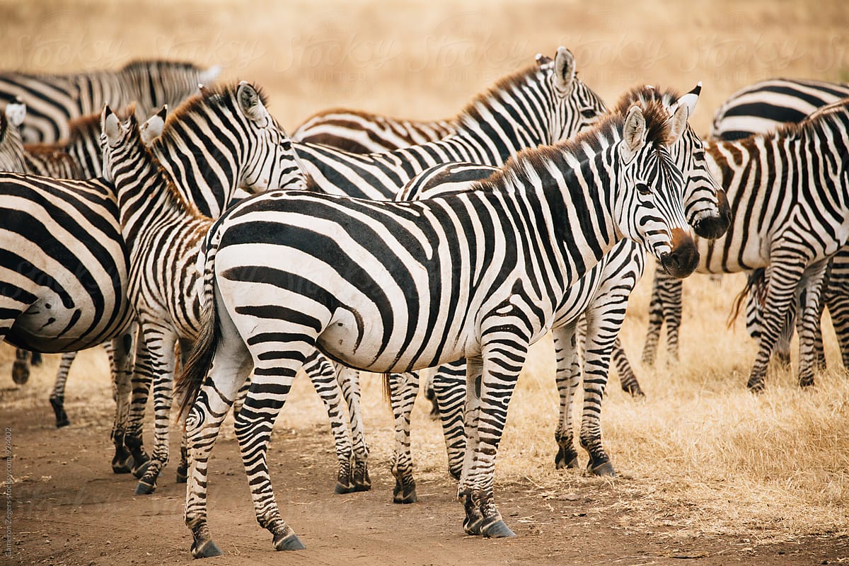 zebra in Ngorongoro Crater Conservation Area, Tanzania