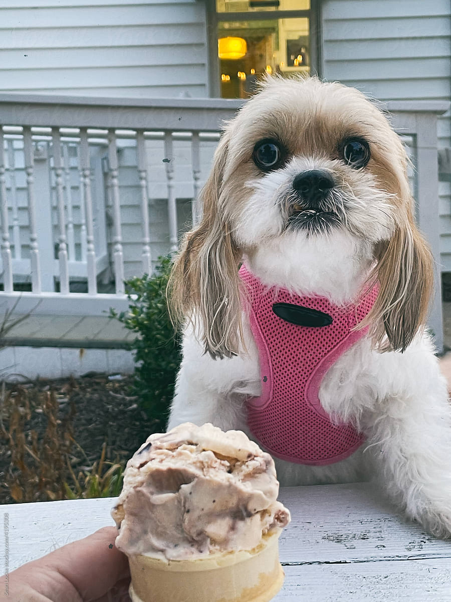 Puppy Gets Ice Cream Cone
