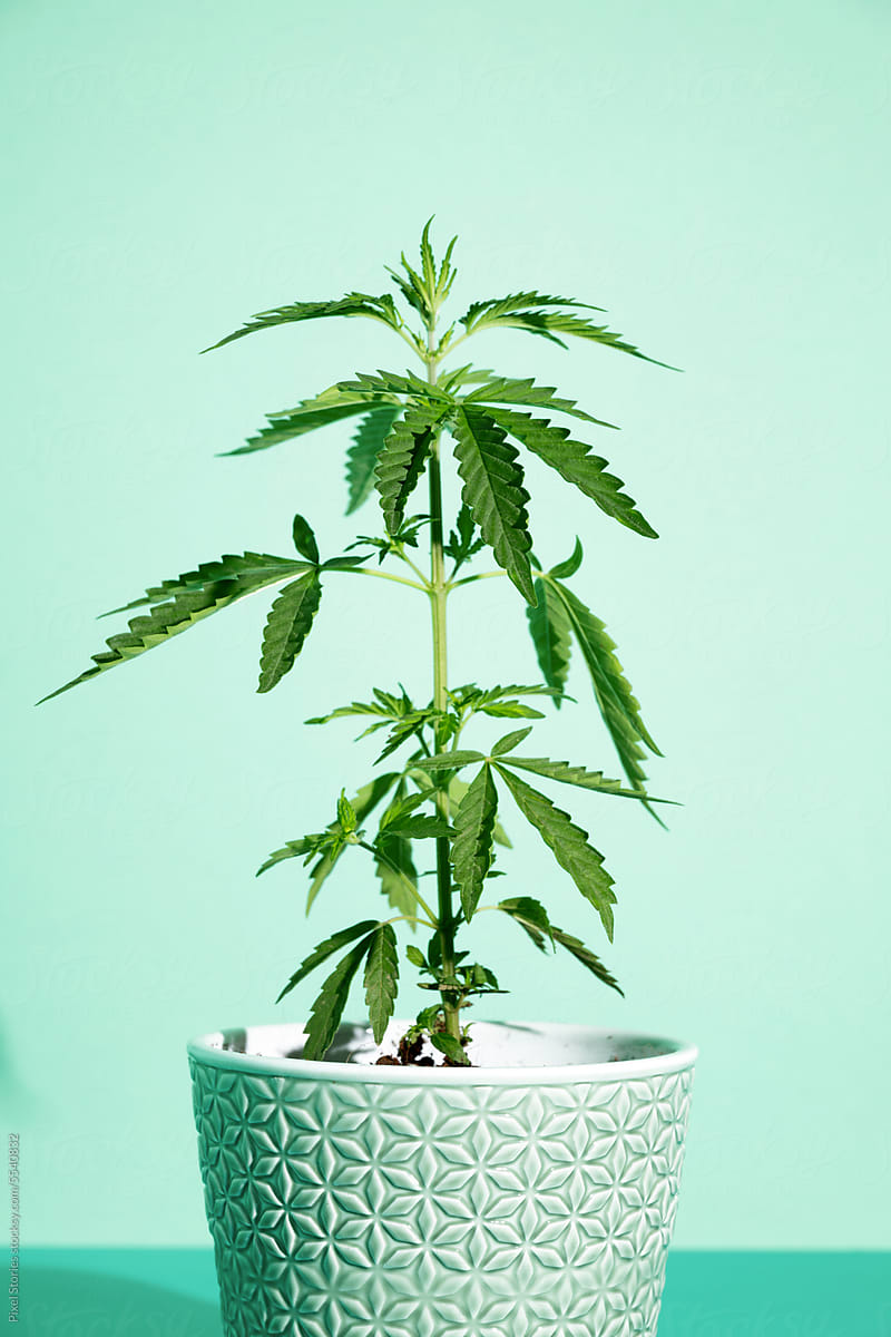 Marijuana cannabis plant against cyan background. Studio shot.