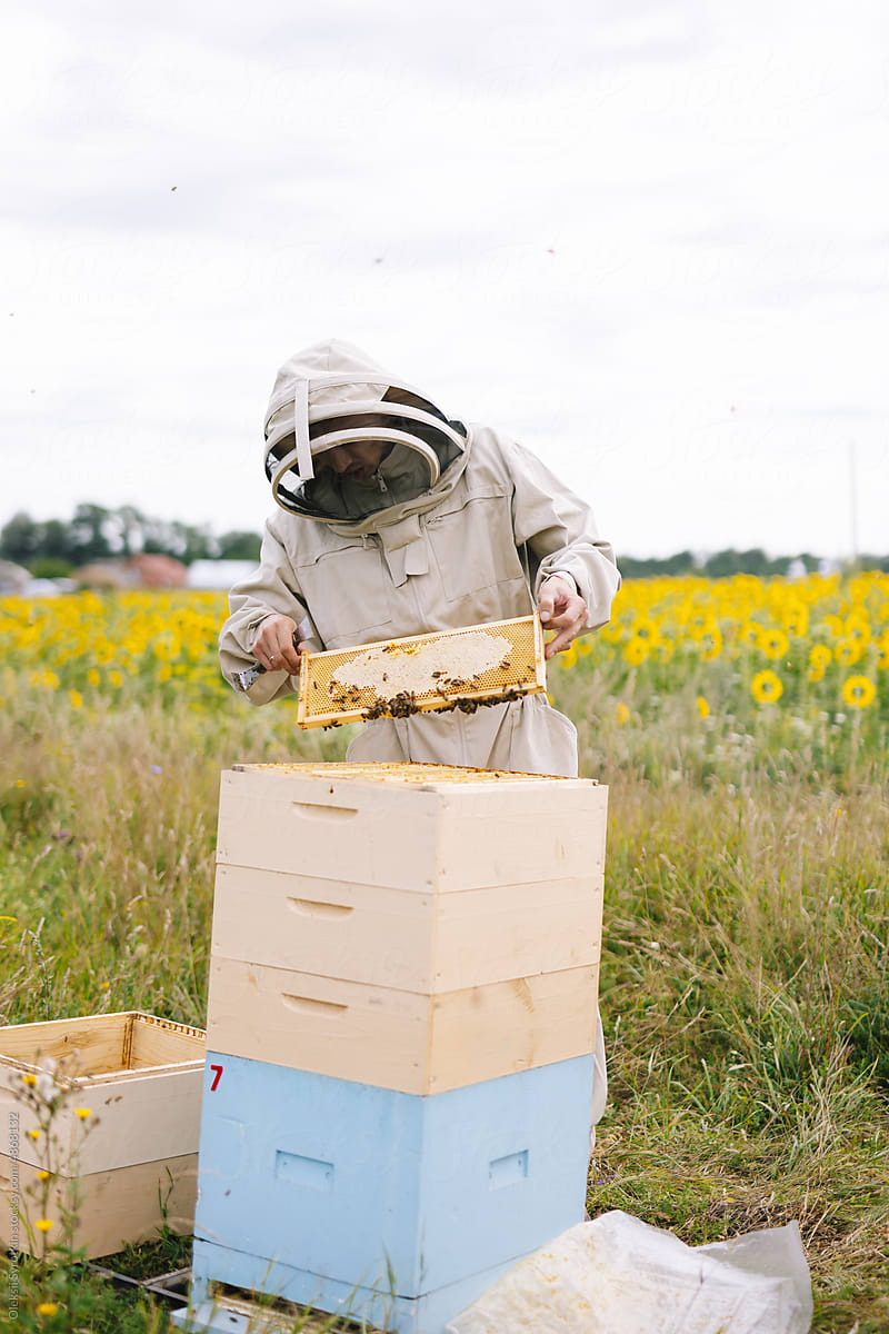 Beekeeper honey inspection food