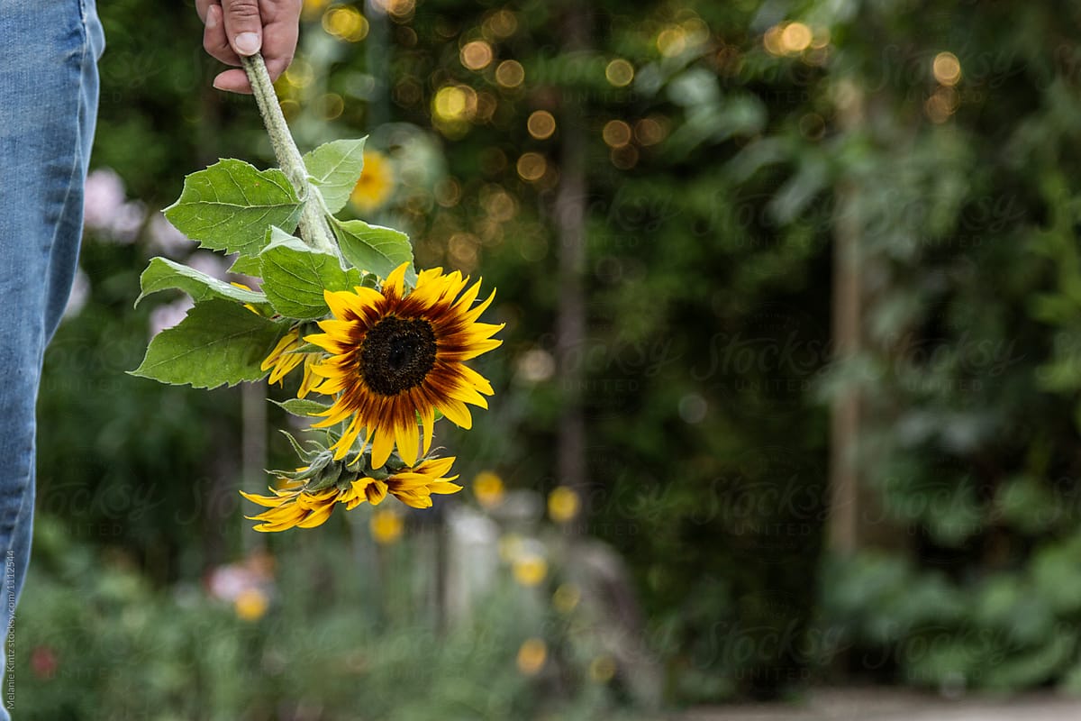 Person brings a bouquet of sunflowers from the garden