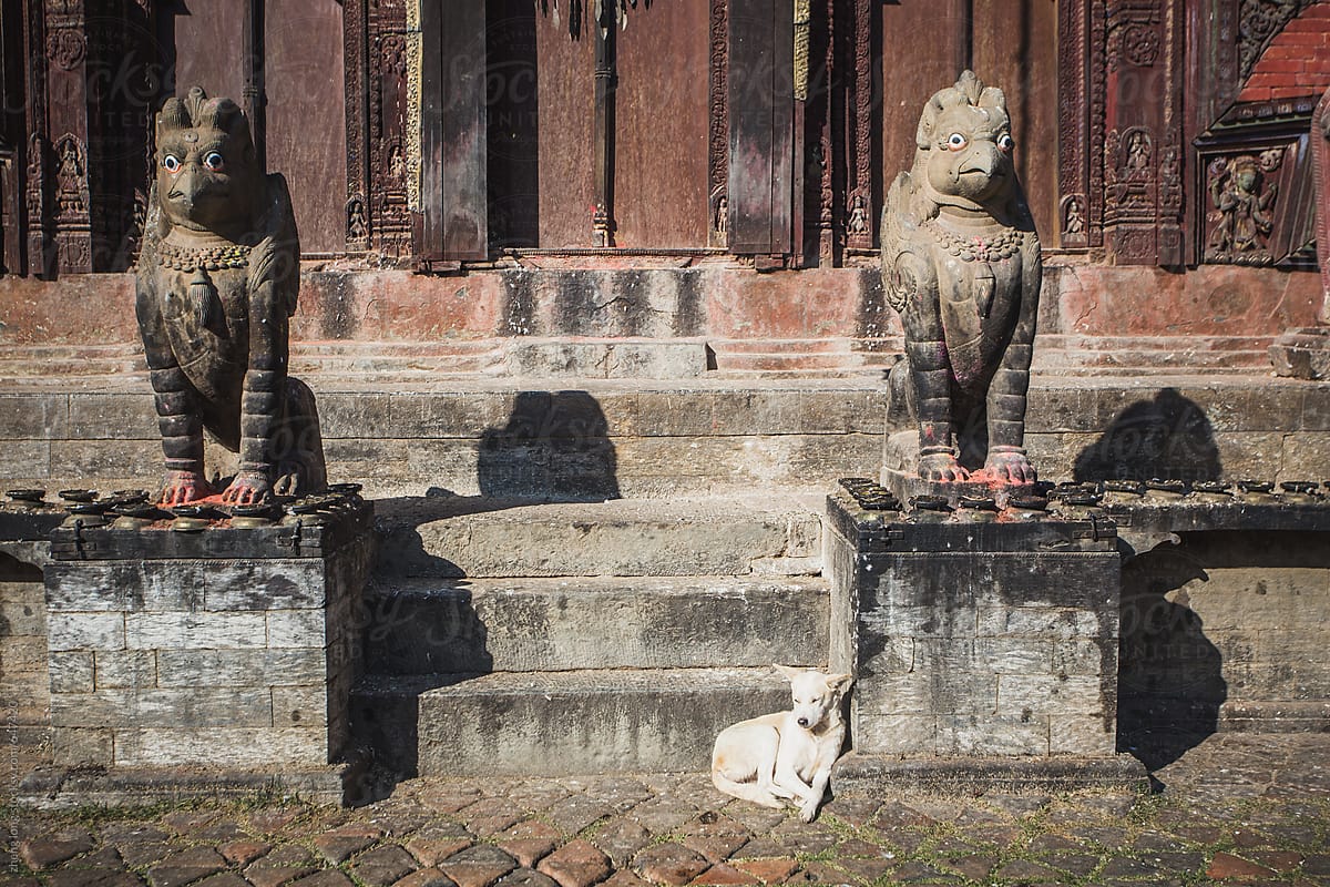 dog in the4Changu Narayan Temple,the oldest Hindu temple in Nepal