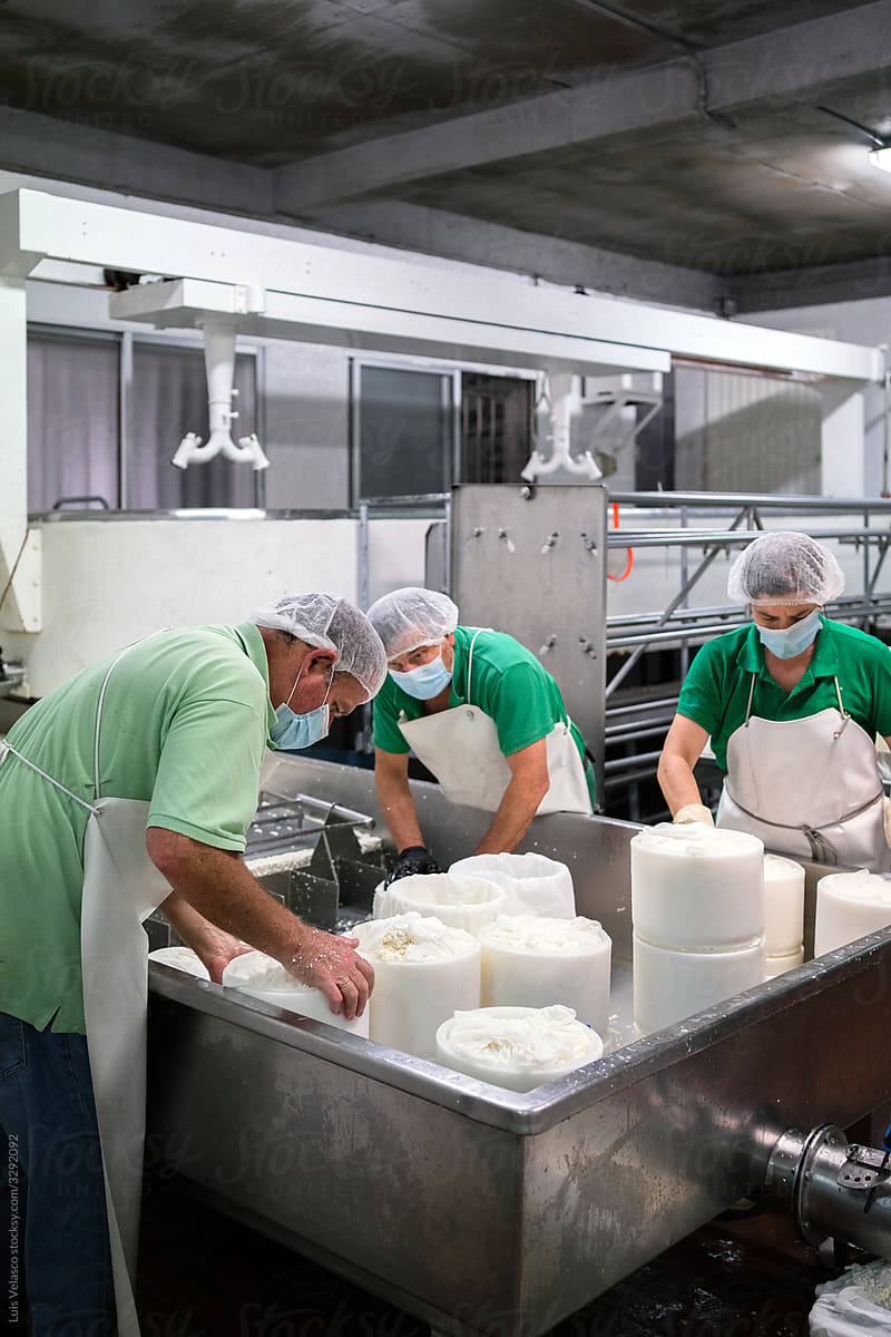 Workers Elaborating Cheese In The Factory.