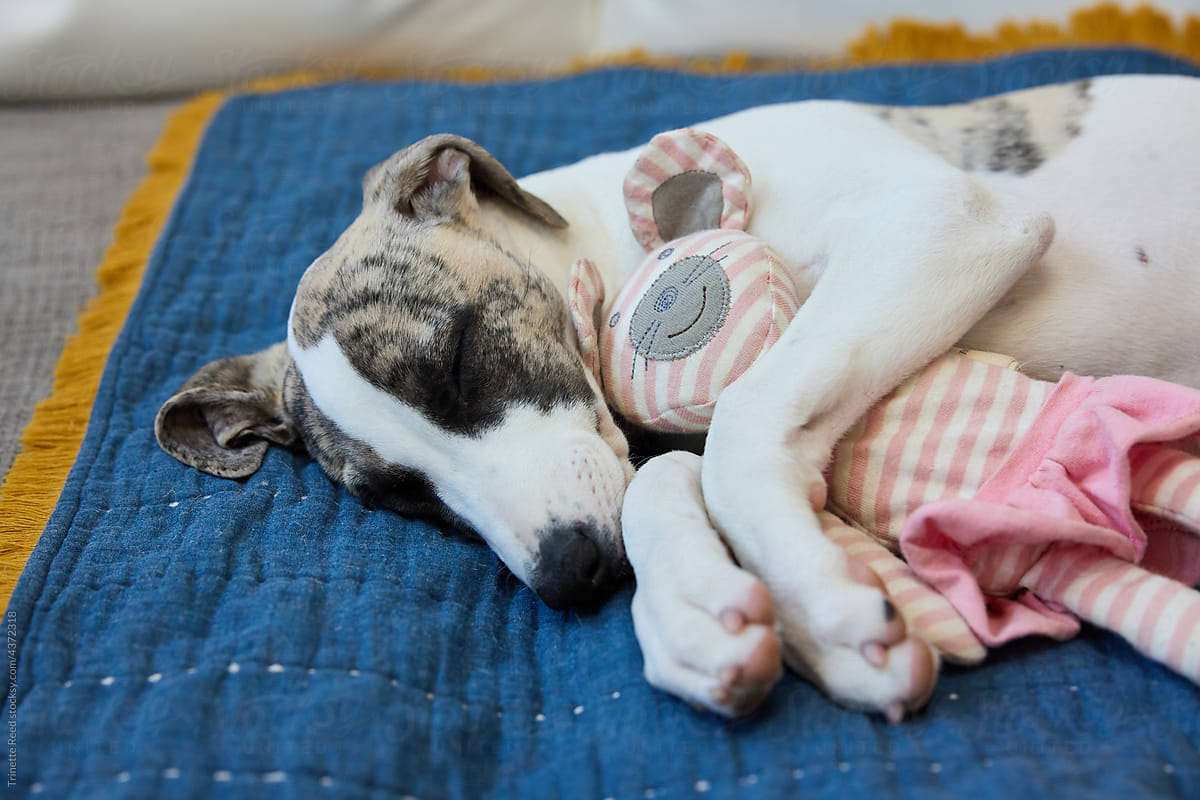 Cute portrait of whippet puppy dog sleeping with toy