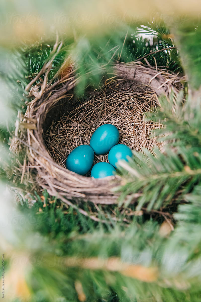 Blue robin\'s eggs in a nest in a tree