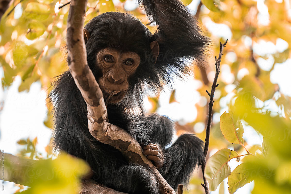 Chimpanzee reclining on the branches of a tree