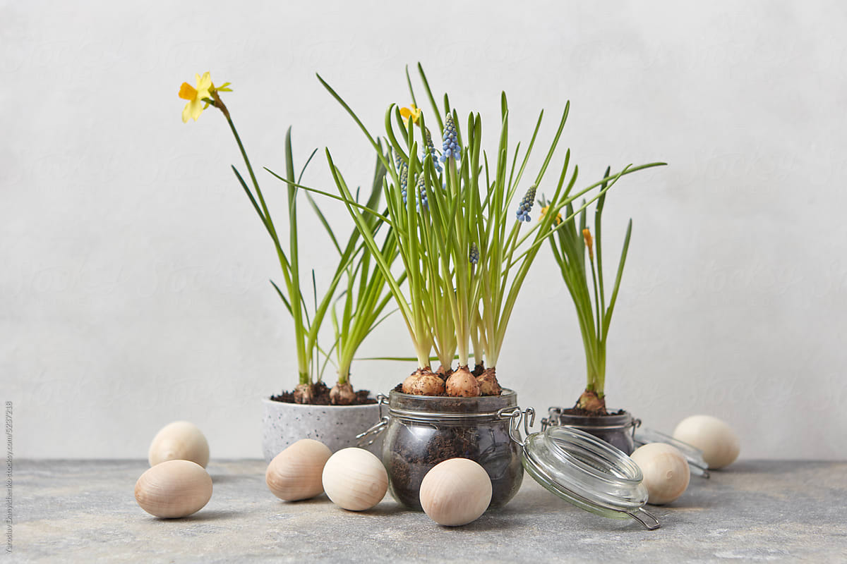 Wooden Easter eggs and pots with growing flowers.