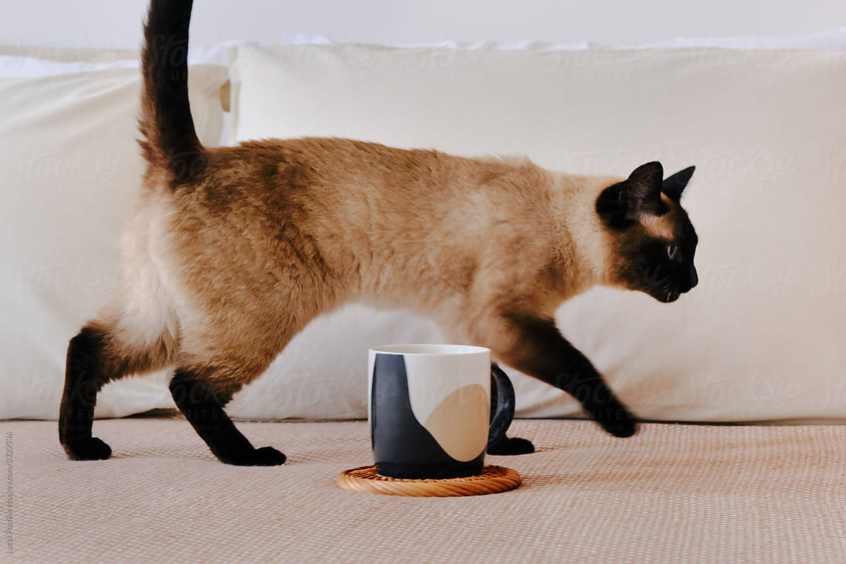 The cat runs on the bed next to a cup of coffee