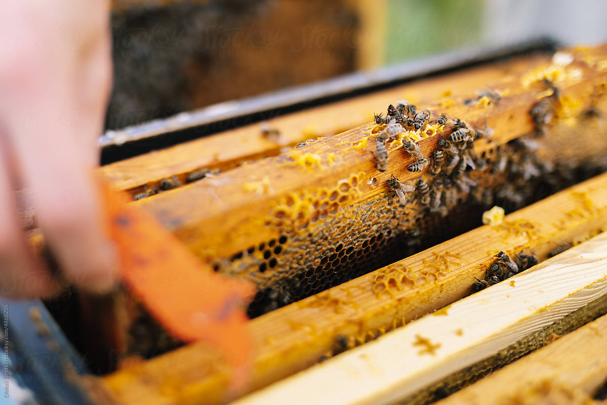 Hive tool apiculture