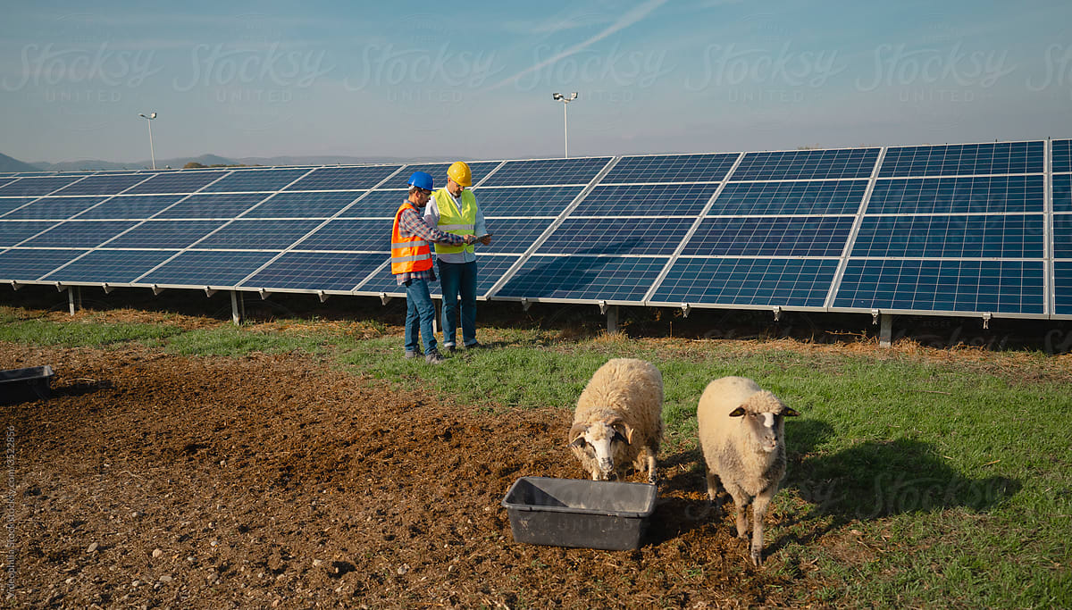 An animal farm with Solar Panels