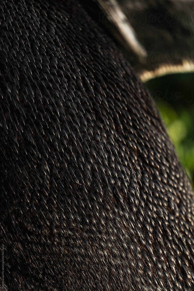 African penguin feathers close up, wild animal. Travel South Africa