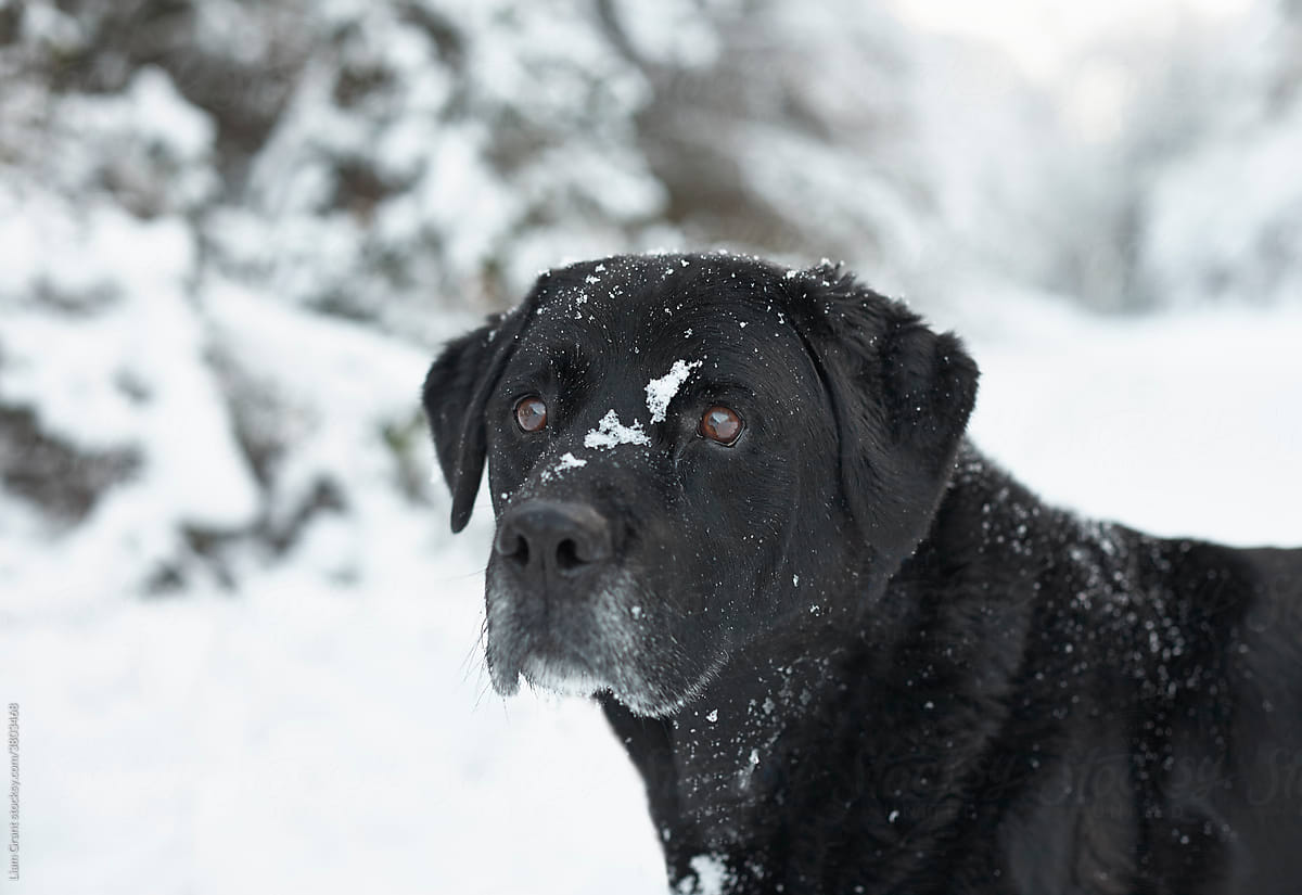 Black Labrador retriever in heavy snow. Norfolk, UK.