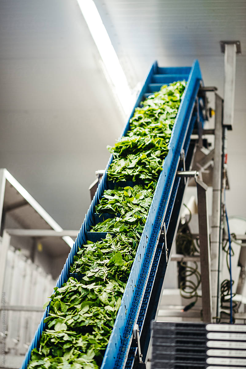 Spinach factory
