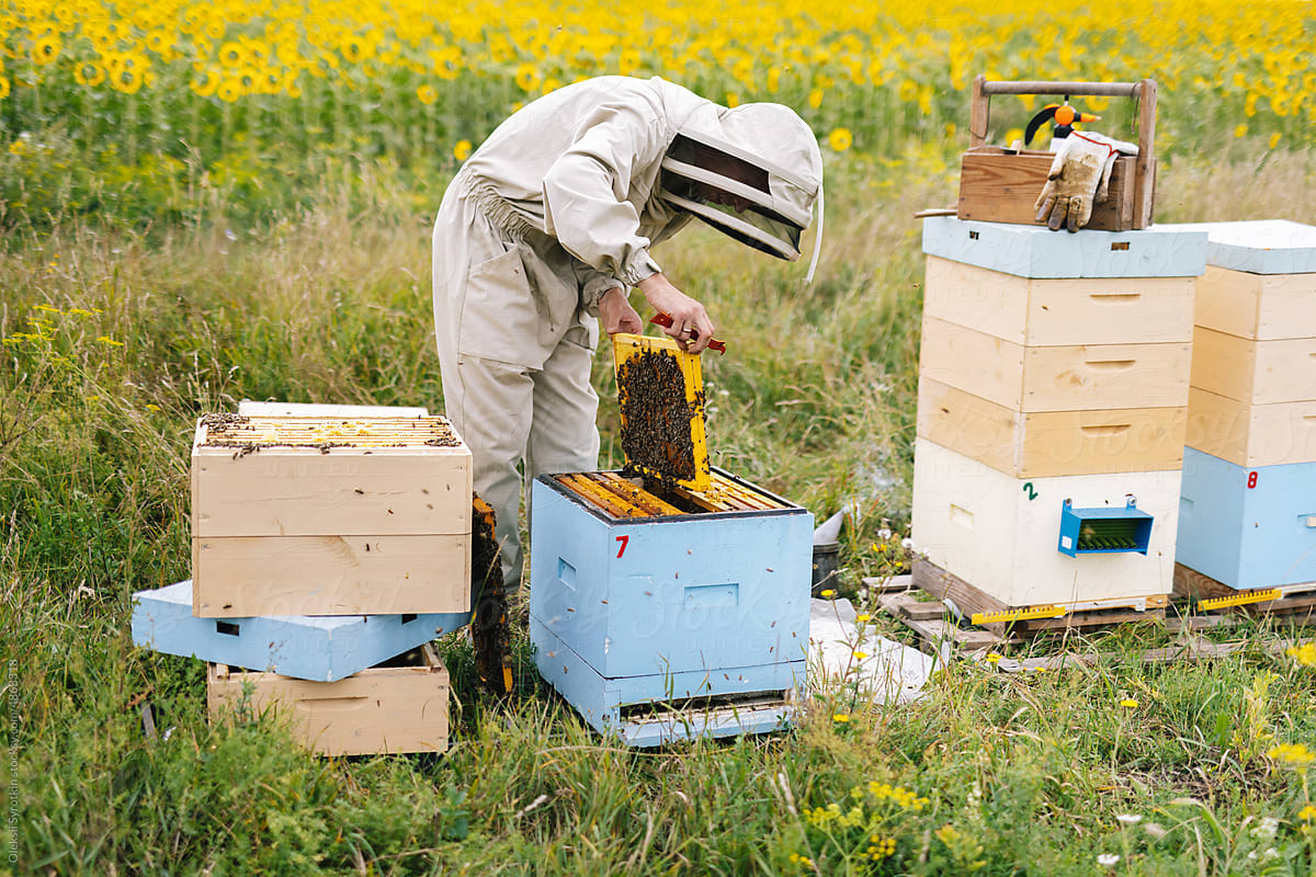 Beekeeper apiculture job  harvest