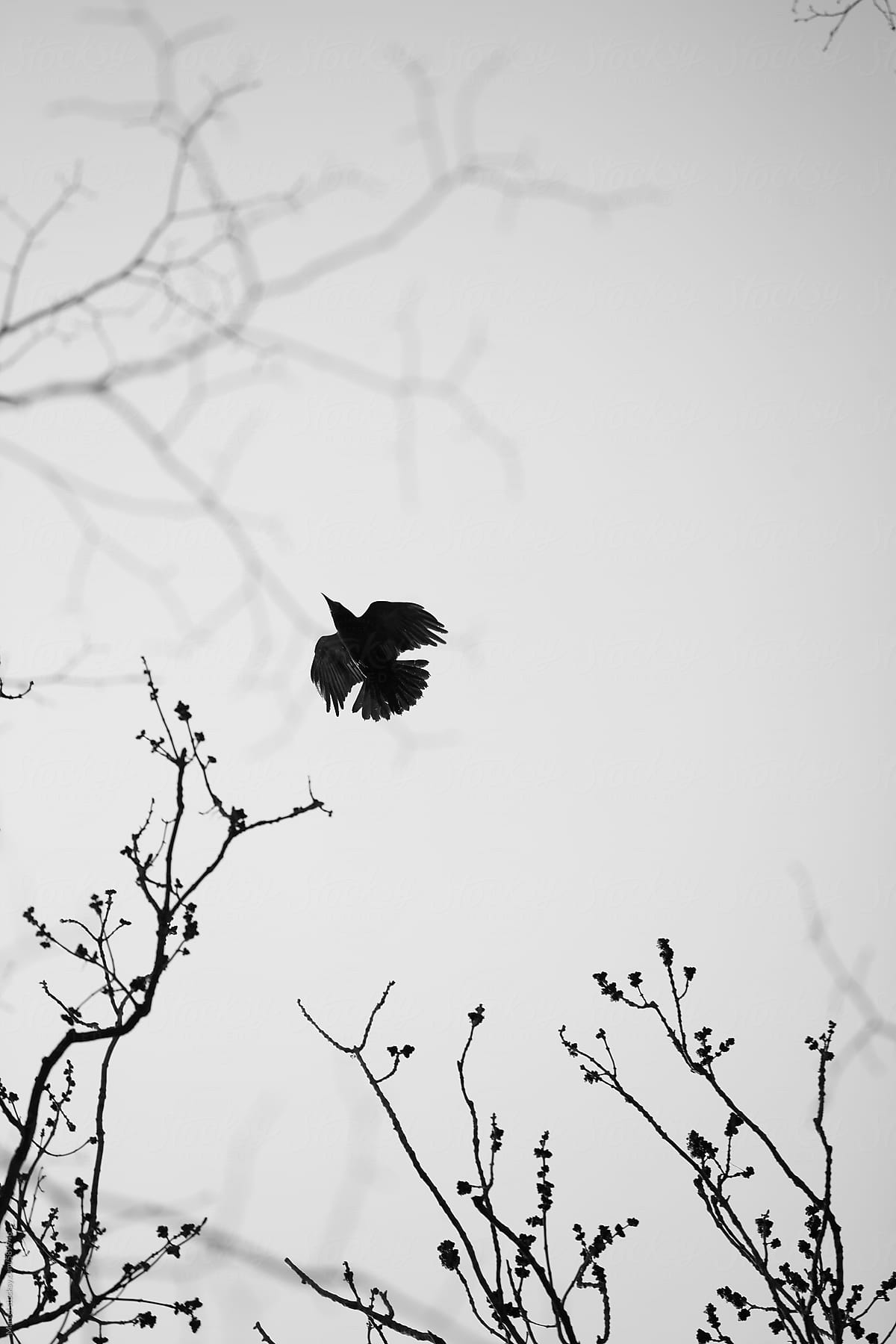 Crow in flight between tree branches