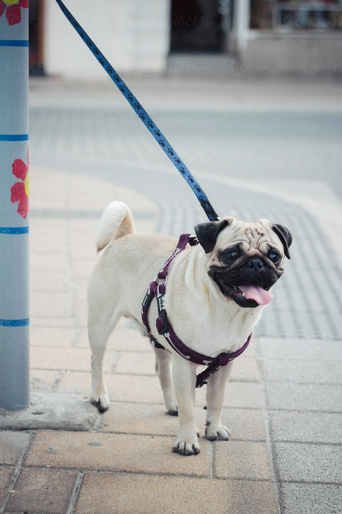 Dog On A Leash In The Street