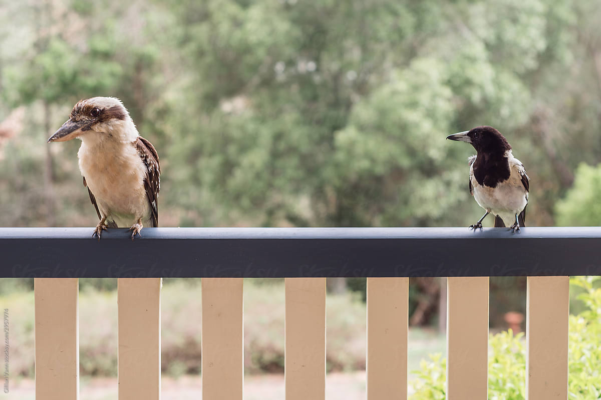kookaburra and butcher bird on railing of home